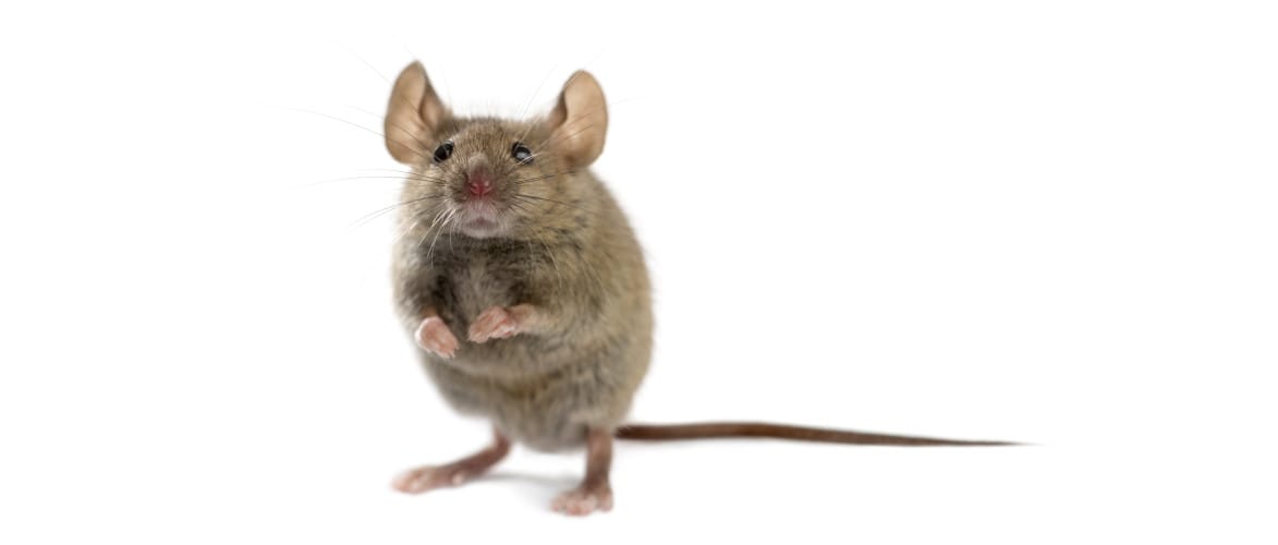 Meiner Maus F r Immer meiner-maus-f-r-immer
