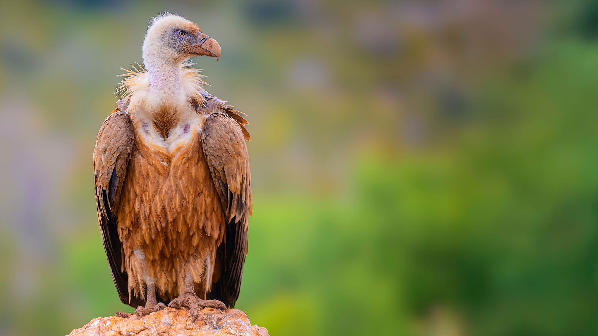 Pleitegeier über Großbritannien | Von Hans-Jürgen Geese