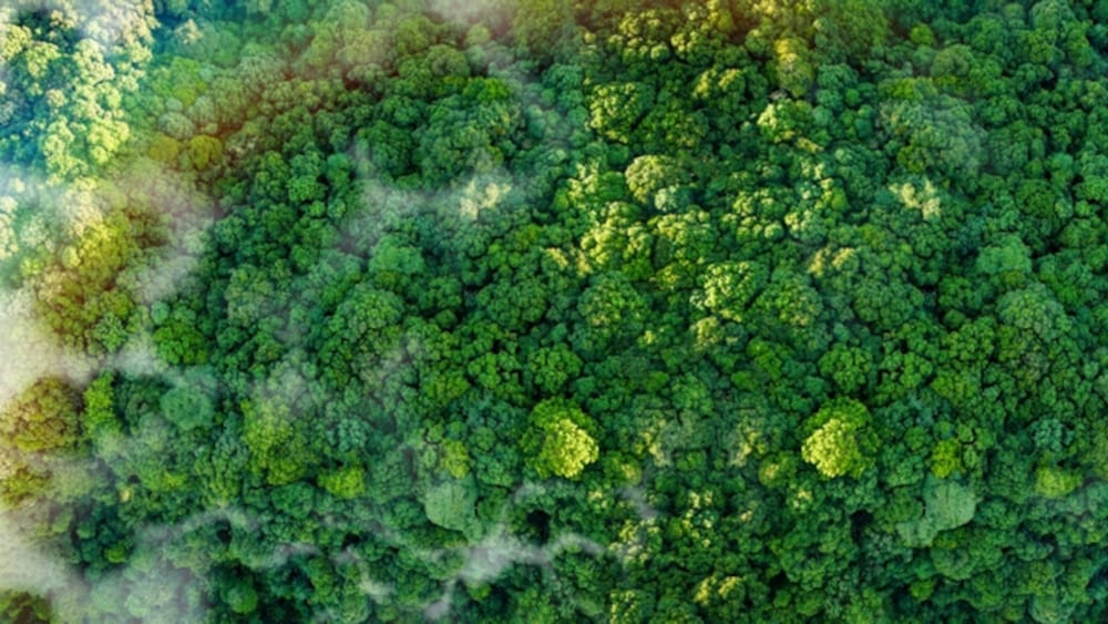 Das Bellen der Bäume | Von Dirk C. Fleck Beitragsbild