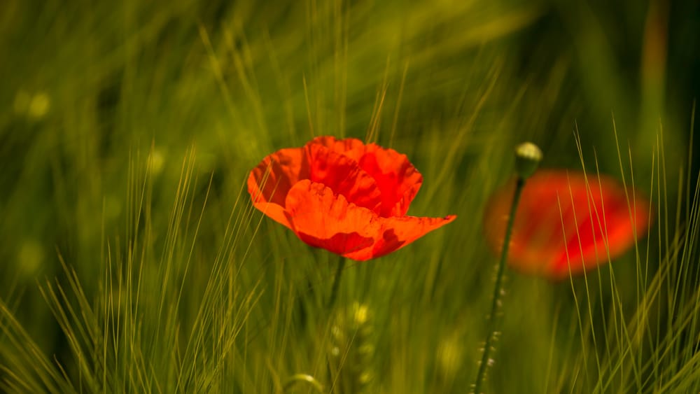 Summertime | Von Dirk C. Fleck Beitragsbild