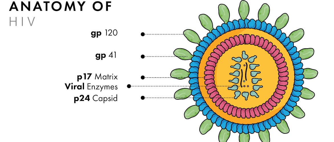 SARS-CoV2 - Protein hat Ähnlichkeiten zu HIV